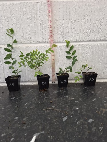 Chinese elm bonsai starter - elm,,