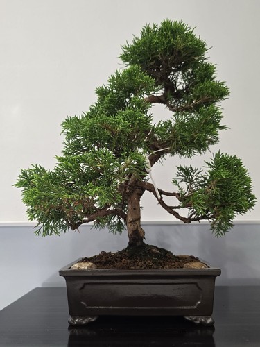 Bonsai tree itoigawa - , juniper