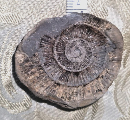Dactylioceras tenuicostatum - dactylioceras,