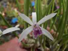 Rare Cattleya lundii orchid plant , FS miniature not in bloom