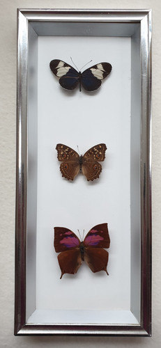 Butterflies vintage framed - 3, ,vintage