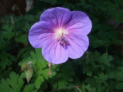 Geranium johnson s blue - x, blue'