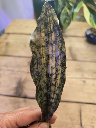Sansevieria coppertone kirkii - coppertone,