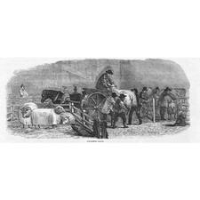 Smithfield Cattle Club Show Uncarting Sheep - Antique Print 1849