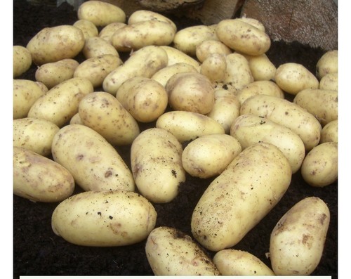 Seed potatoes charlotte - seed,