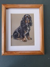 LUCY DAWSON SPRINGER SPANIEL