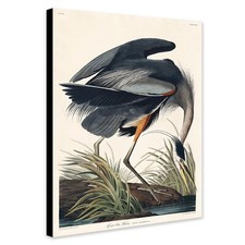Great blue heron john james - great, by