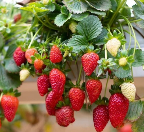 Strawberry fresca seeds - fresca,
