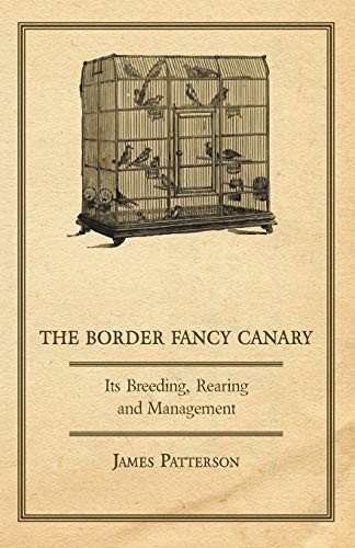 The border fancy canary - fancy,