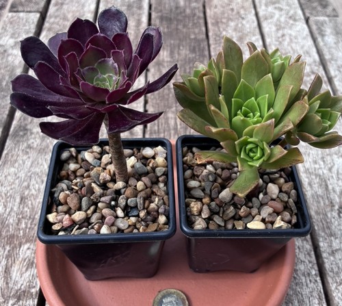 For succulent plants end - 2,