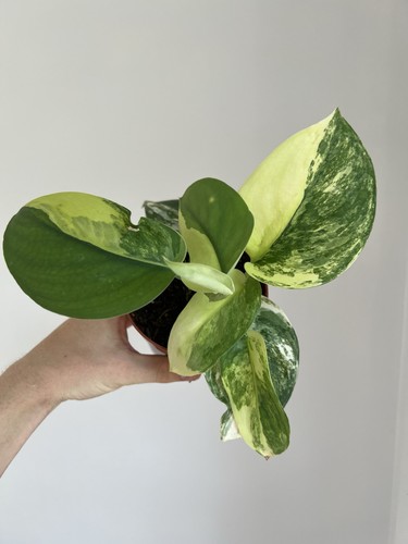 Scindapsus jade satin aurea - scindapsus,