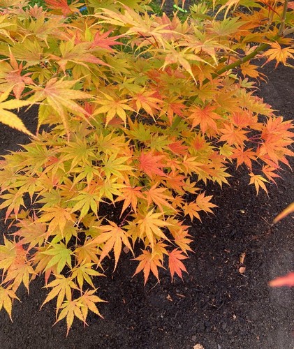Acer palmatum hachijo - palmatum, ki-hachijo