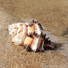 Endive Murex Seashell 6-7cm | Hexaplex Cichoreum | Beach Shell