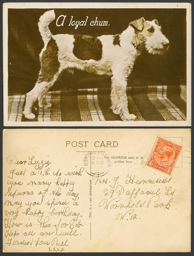 Wire fox terrier dog puppy - fox,