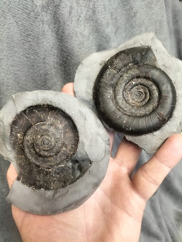 Quality dactylioceras pos - sp,