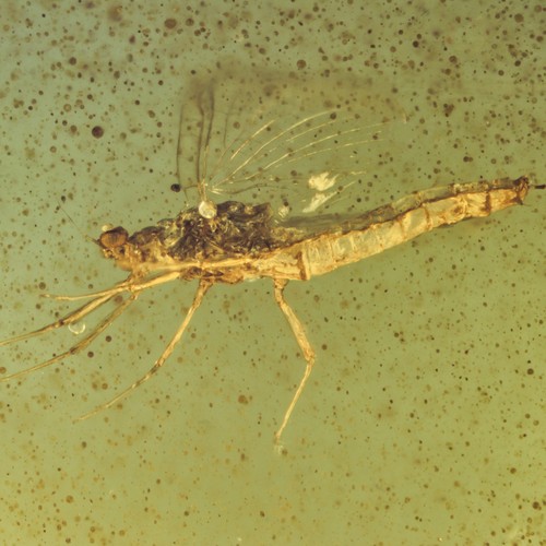 Rare extinct mayfly - rare, (