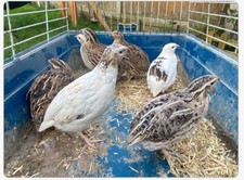 🐤Quail eggs🟣 9 ❎ Mix