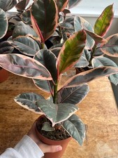 Rubber Plant ( Ficus Elastica