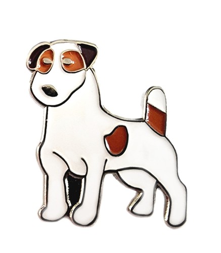 Jack russell terrier - jack,
