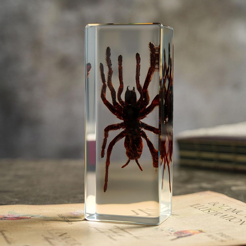 Taxidermy tarantula bird - taxidermy,