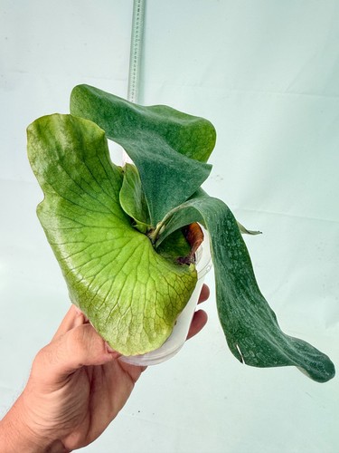 Platycerium ellisii - platycerium,