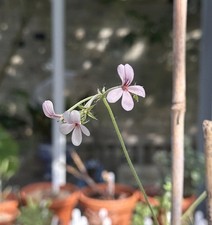 Pelargonium qinquelobatum, 5