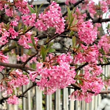 Viburnum Bodnantense Dawn -
