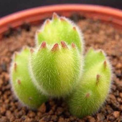 10x cotyledon tometosa - 10x,