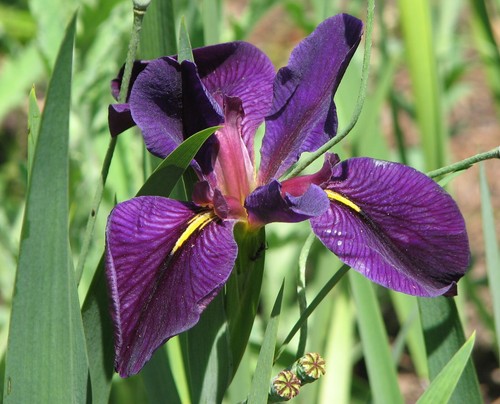Iris louisiana black gamecock - louisiana,