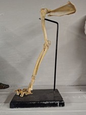 Vintage Feline Leg Mount Articulated Skeleton of domestic cat with shoulder