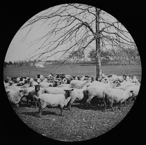 Flock sheep around - around, tree