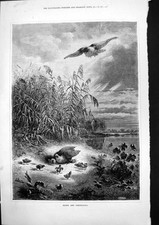 Old Hawk Partridges Hawk Prepares Attack Partridge Young Chicks 1877 Victorian