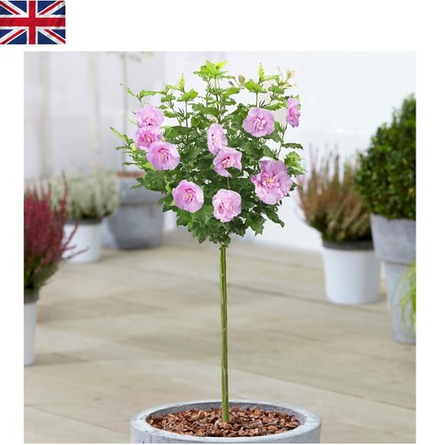 Easy care potted lavender - easy,