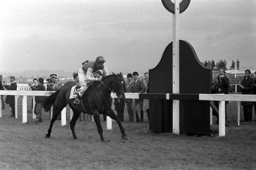 Horse racing the grand - racing,