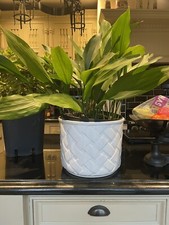 Huge white ceramic planter/jardiniere Plant Pot