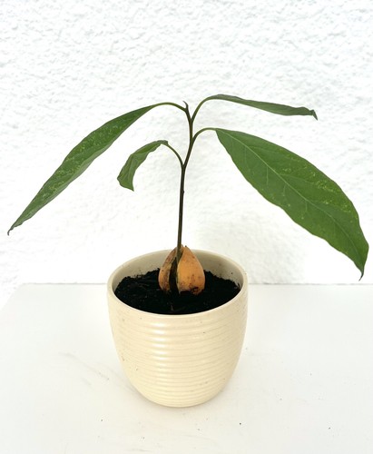 Organic hass avocado - hass,