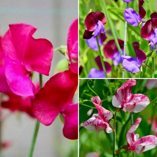 Free postage sweet pea - postage!, 12