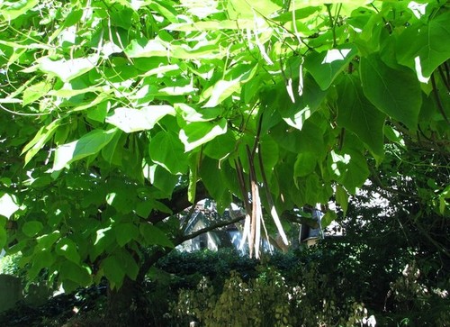 Photo 6x4 chinese catalpa - photo,