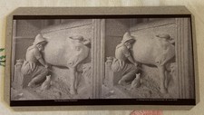Stereoscope Slide A Milking