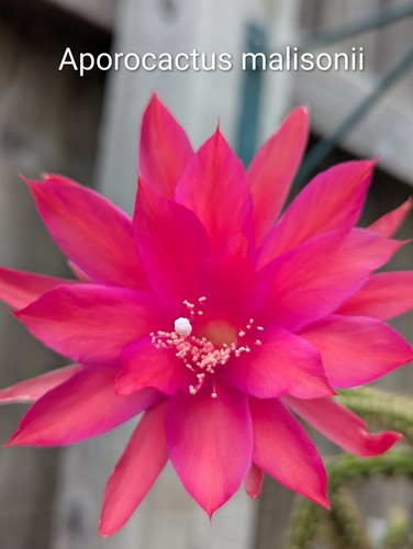 Aporocactus malisonii whole - aporocactus, malisonii-
