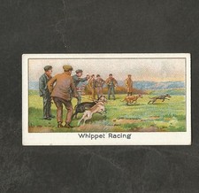 Whippet racing the docker - whippet,