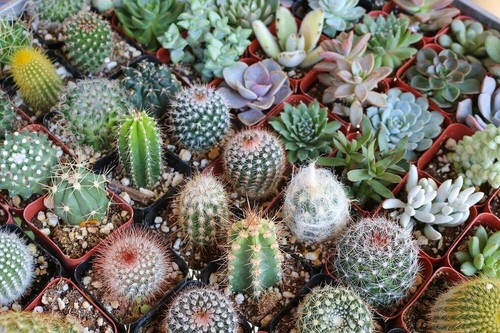 Cactus mixed seeds grow your - cactus,