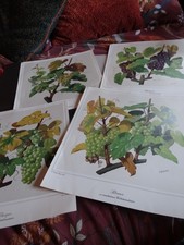 4 Unframed Prints of Grapes on