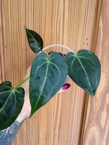 Anthurium forgetii noid read - anthurium,