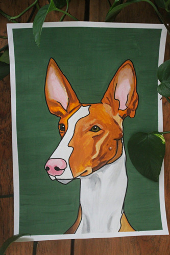 Ibizan dog portrait oroginal - portrait,
