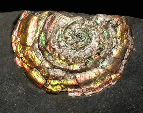 Iridescent psiloceras ammonite - iridescent,