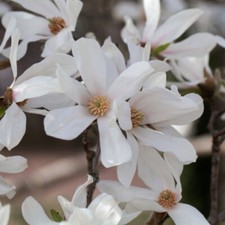 Magnolia 'Kobus' in 3L Pot