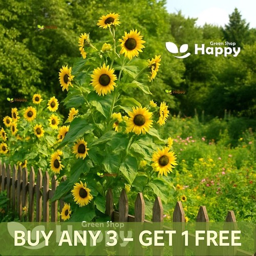 Sunflower henry wilde - sunflower, 40