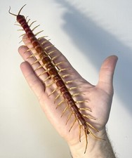 Entomology Taxidermy: Scolopendra Big!!! A1-