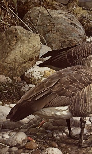 Carl brenders canada geese - canada,